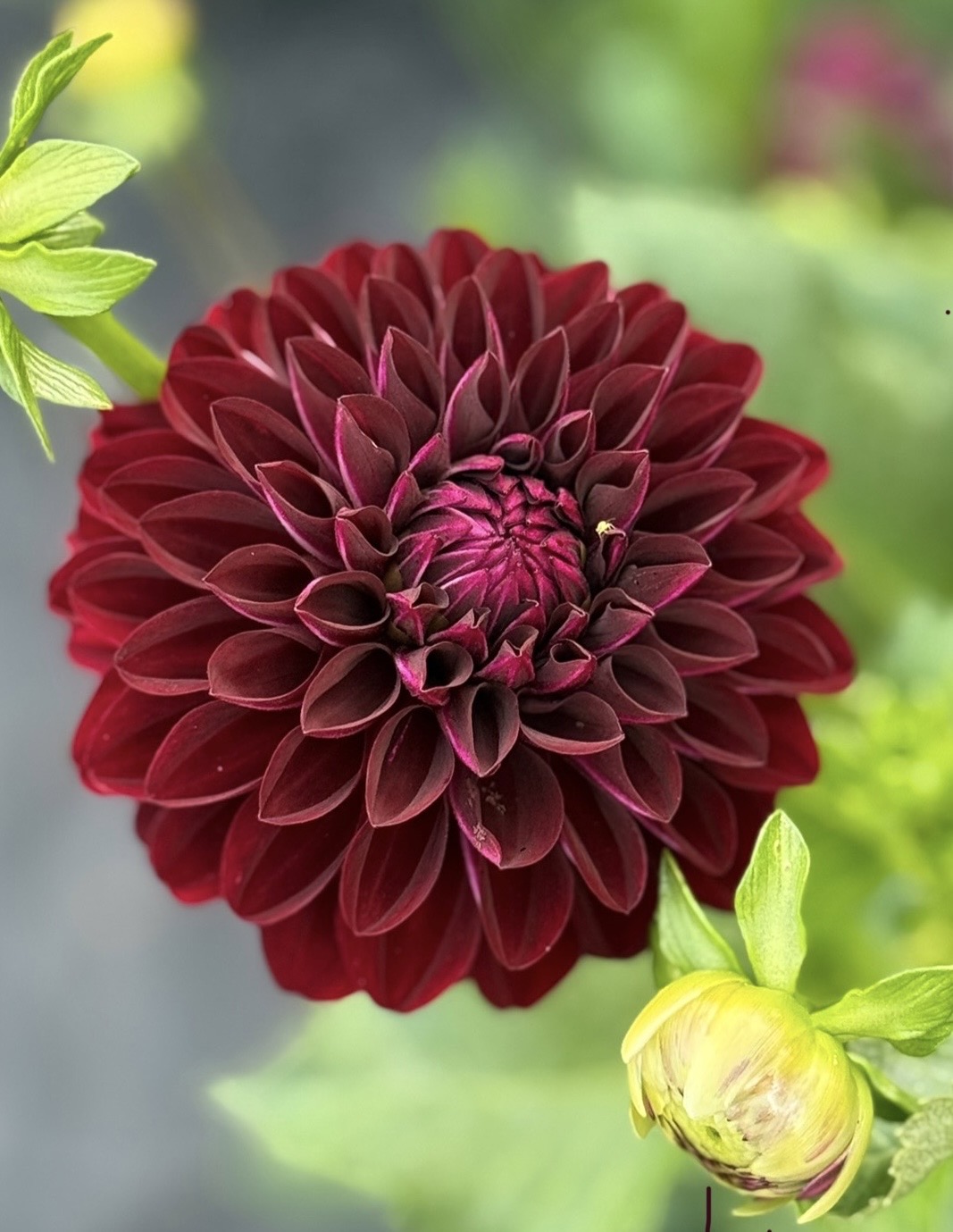 Black Satin dahlia – Honey & Bloom Barn
