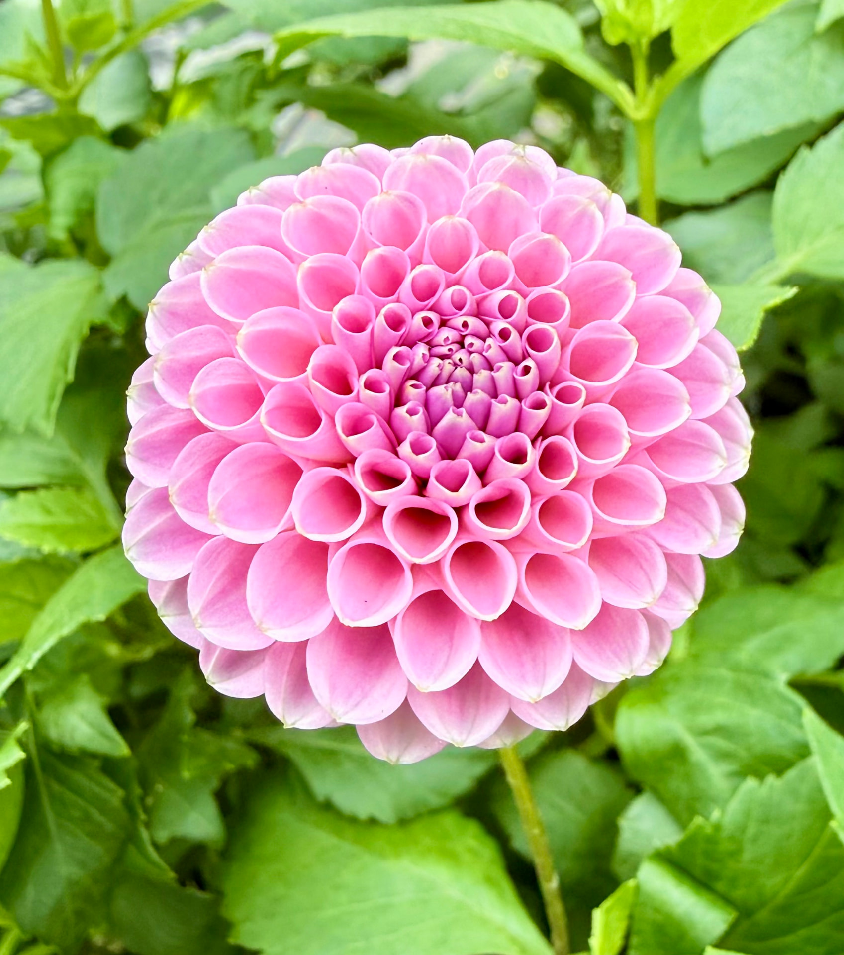 Betty Ann dahlia – Honey & Bloom Barn