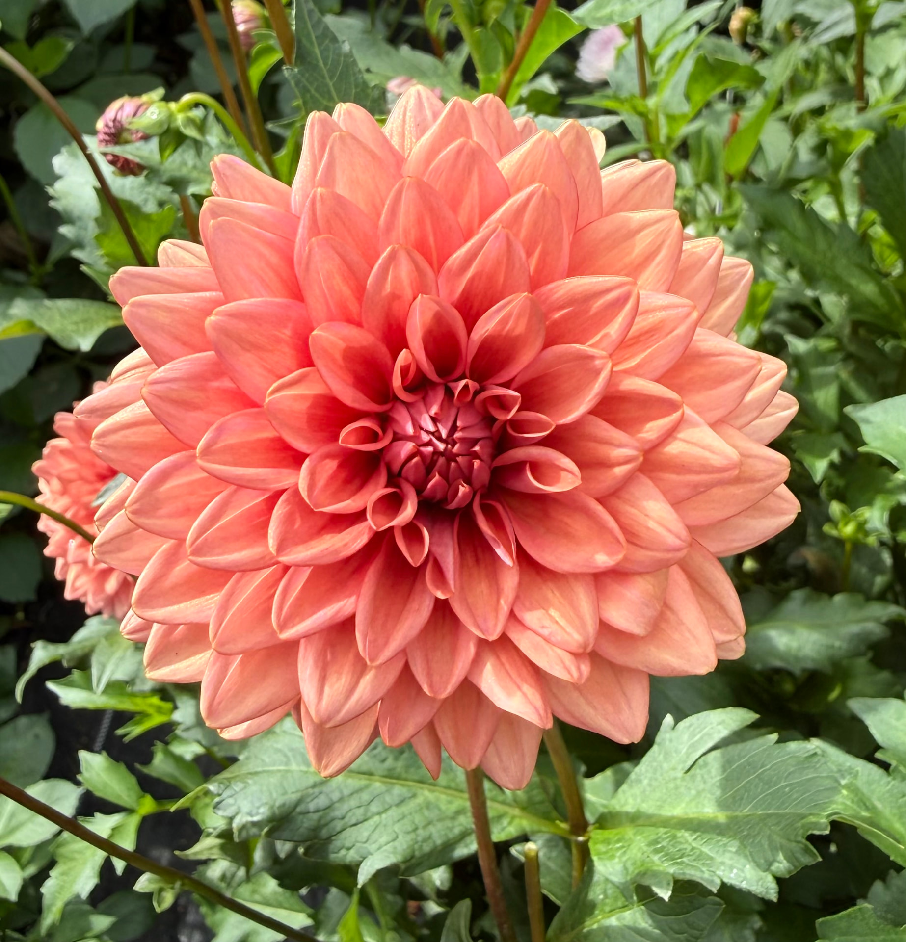 Mystic dahlia – Honey & Bloom Barn