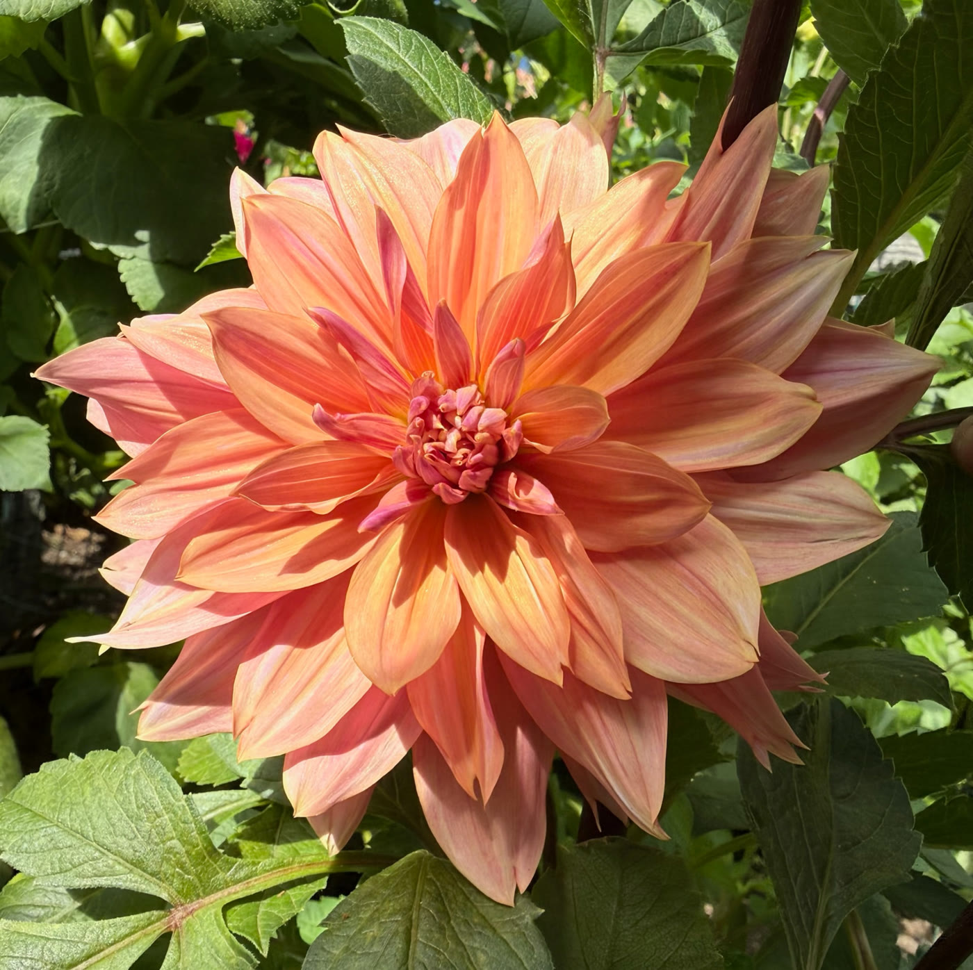 Andy's Legacy dahlia – Honey & Bloom Barn