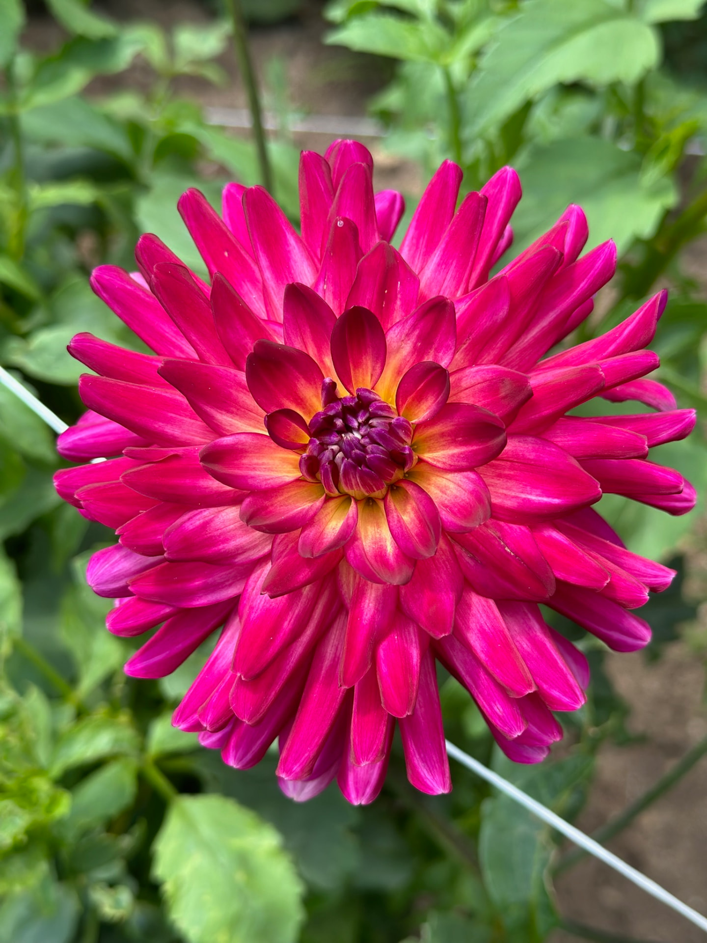 MacAllister's Pride dahlia – Honey & Bloom Barn