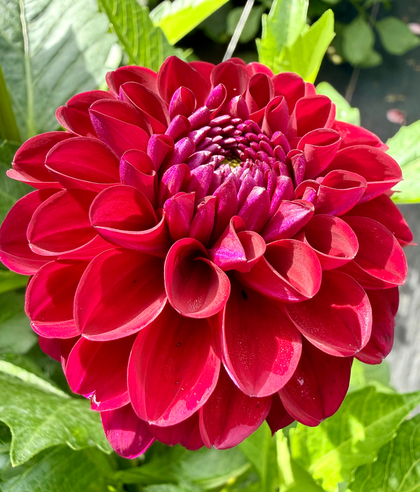 Lights Out dahlia – Honey & Bloom Barn