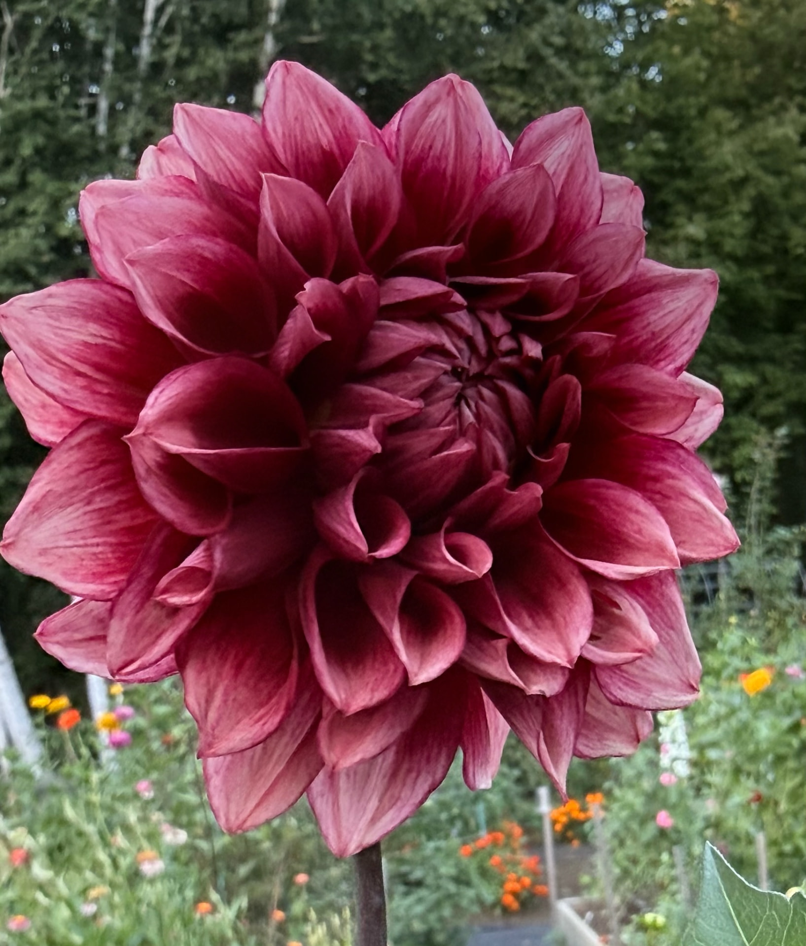 BQ York dahlia – Honey & Bloom Barn