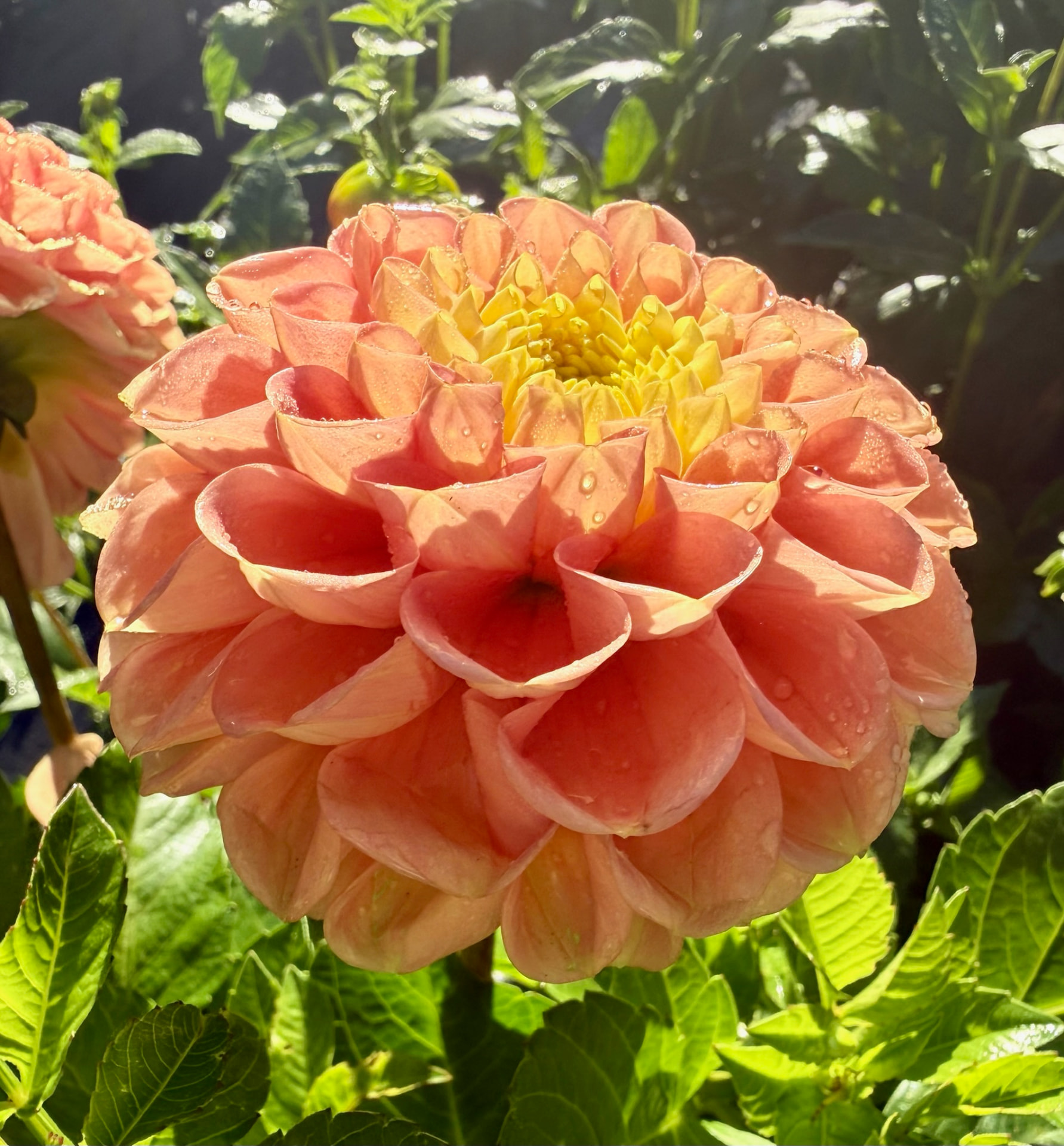Oh Honey dahlia – Honey & Bloom Barn