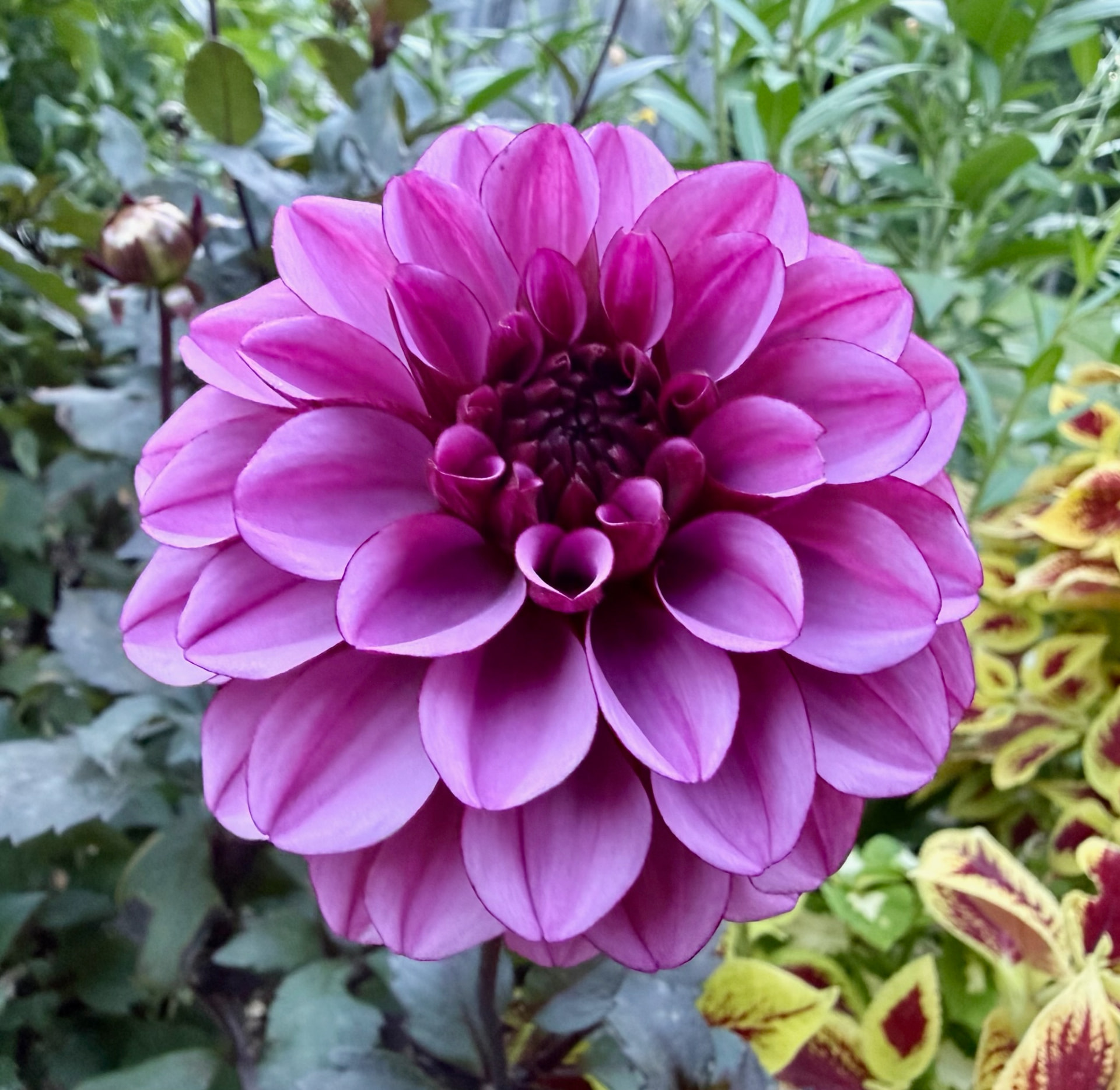 Blue Boy dahlia – Honey & Bloom Barn
