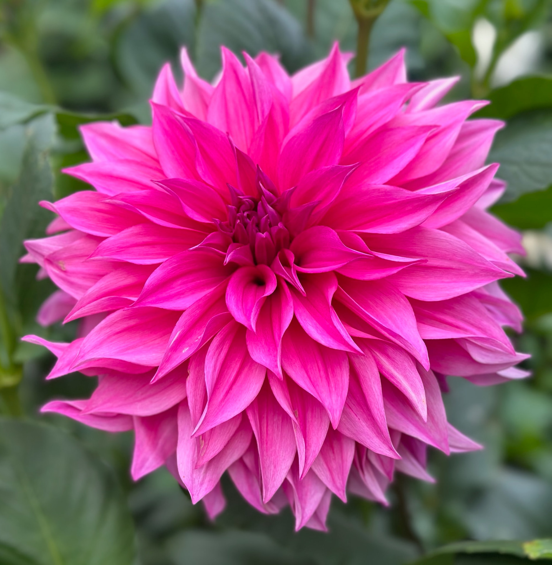 Cafe au Lait Rose dahlia – Honey & Bloom Barn