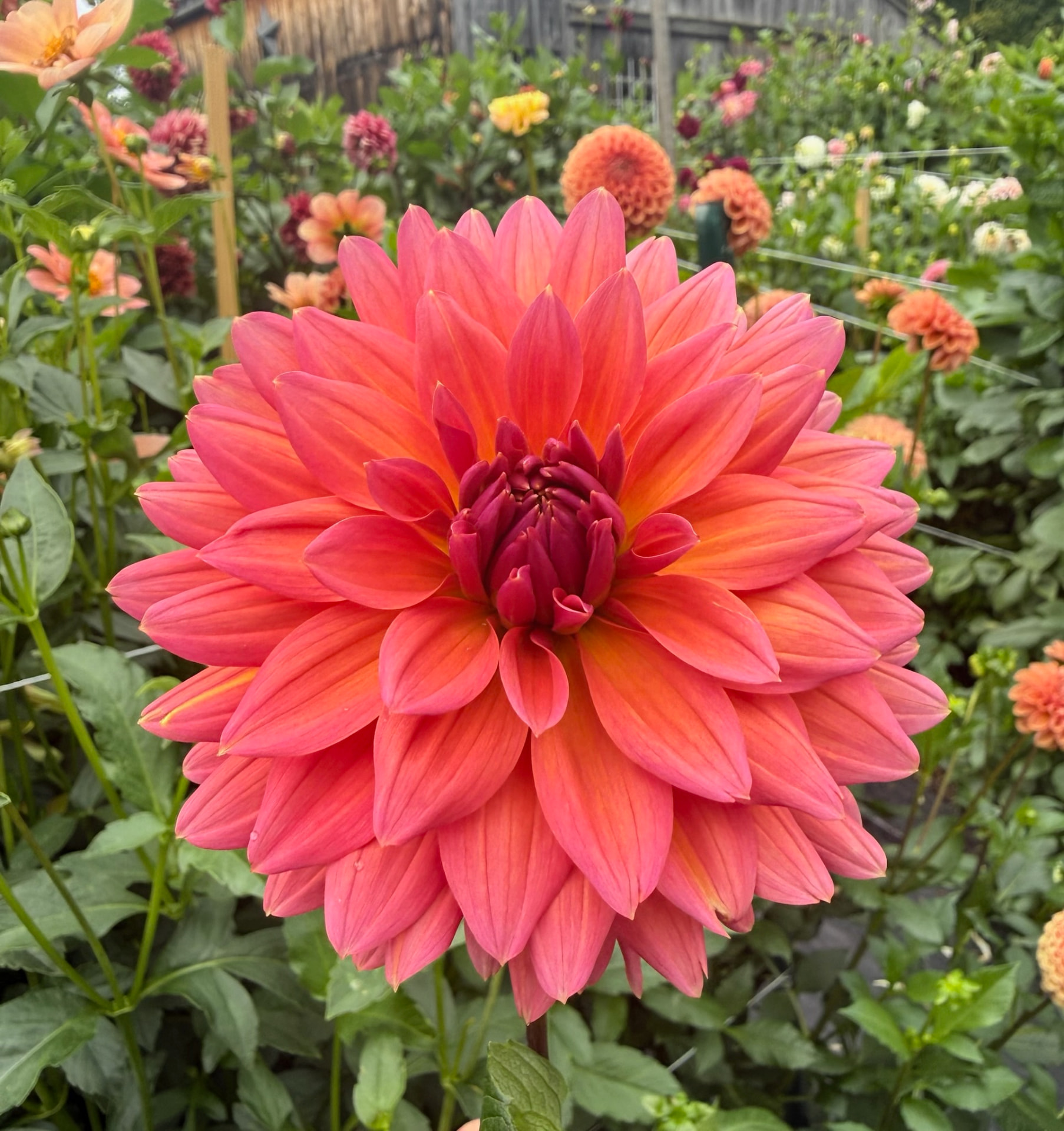 Fire Magic dahlia – Honey & Bloom Barn