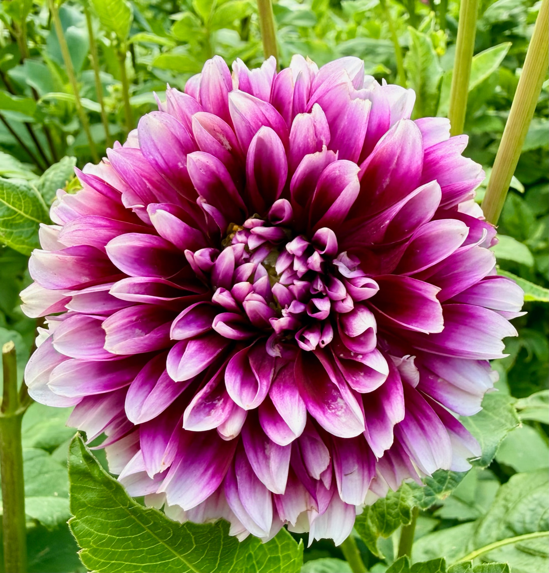Ryan C dahlia – Honey & Bloom Barn