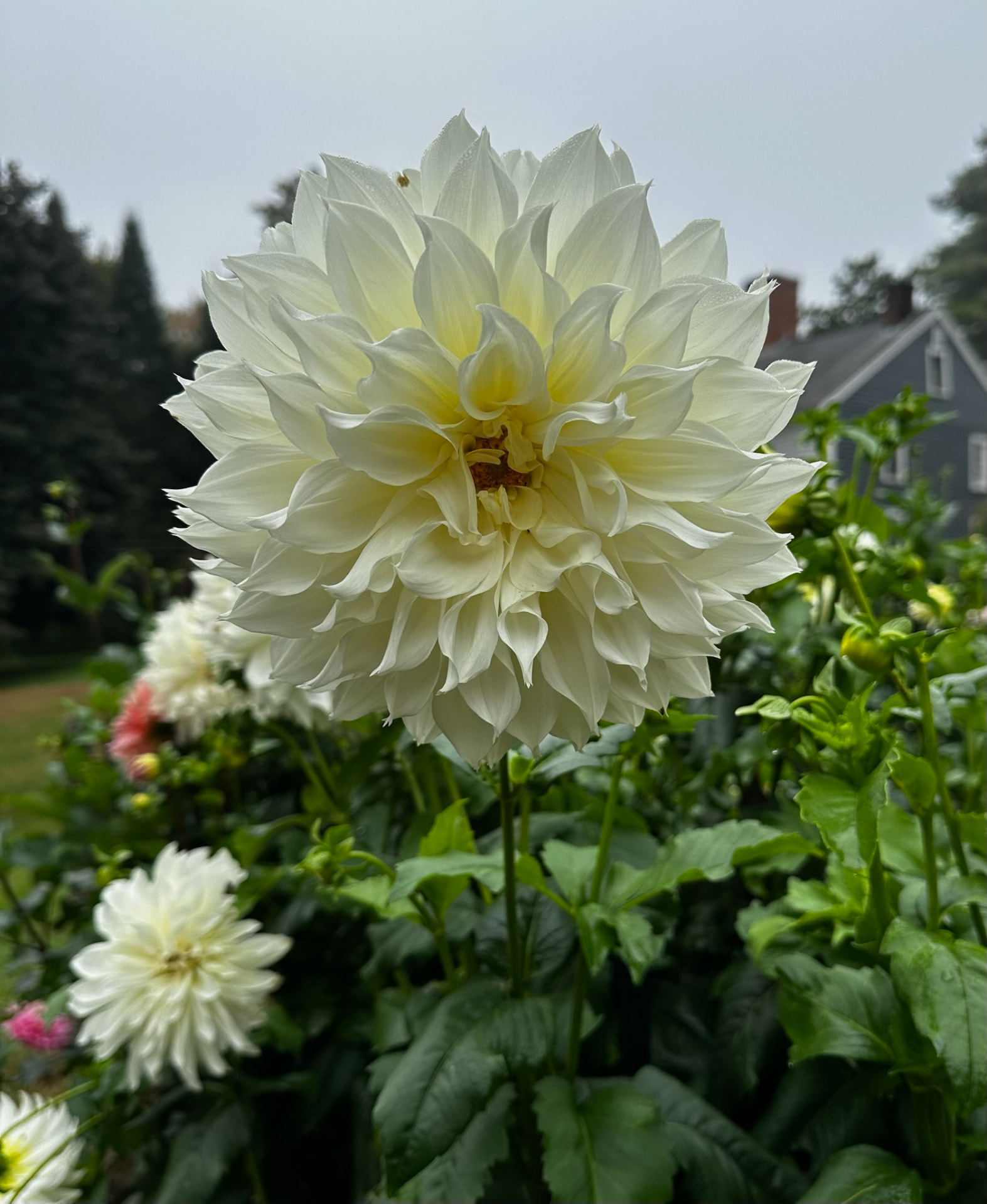 Fleurel dahlia – Honey & Bloom Barn
