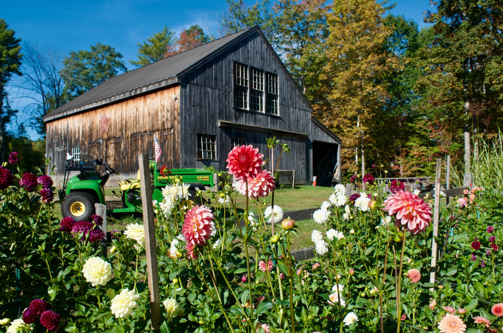 Dahlias blooming in front of the weathered barn and green Gator at Honey & Bloom Barn